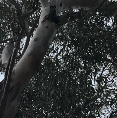 Callocephalon fimbriatum (Gang-gang Cockatoo) at Red Hill Nature Reserve - 14 Oct 2018 by KL