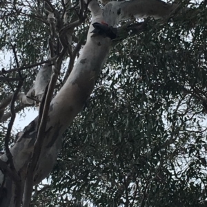 Callocephalon fimbriatum at Hughes, ACT - suppressed