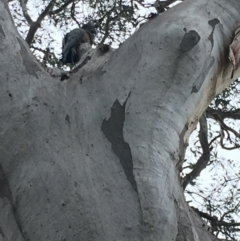 Callocephalon fimbriatum (Gang-gang Cockatoo) at Red Hill Nature Reserve - 14 Oct 2018 by KL