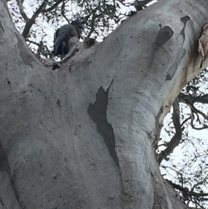 Callocephalon fimbriatum at Deakin, ACT - 14 Oct 2018