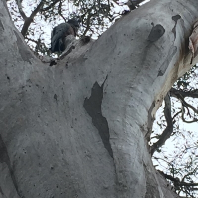 Callocephalon fimbriatum (Gang-gang Cockatoo) at GG55 - 14 Oct 2018 by KL