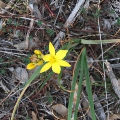 Bulbine bulbosa (Golden Lily) at Federal Golf Course - 14 Oct 2018 by KL