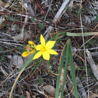 Bulbine bulbosa (Golden Lily) at Hughes, ACT - 14 Oct 2018 by KL