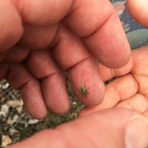 Tettigoniidae (family) at Majura, ACT - 14 Oct 2018 04:12 PM