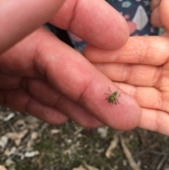 Tettigoniidae (family) at Majura, ACT - 14 Oct 2018