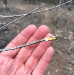 Philobota undescribed species near arabella (A concealer moth) at Majura, ACT - 14 Oct 2018 by simonstratford
