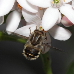 Trichophthalma laetilinea at Acton, ACT - 13 Oct 2018 12:32 PM