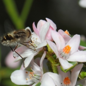 Trichophthalma laetilinea at Acton, ACT - 13 Oct 2018