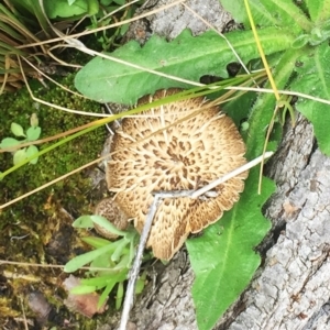 Lentinus arcularius at Yarralumla, ACT - 5 Oct 2018