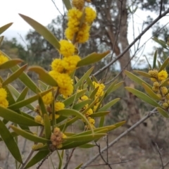 Acacia lanigera var. lanigera (Woolly Wattle, Hairy Wattle) at Jerrabomberra, ACT - 14 Oct 2018 by Mike