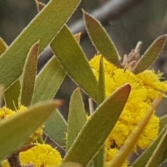 Acacia lanigera var. lanigera at Jerrabomberra, ACT - 14 Oct 2018