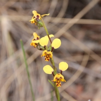 Diuris semilunulata (Late Leopard Orchid) at Hackett, ACT - 14 Oct 2018 by petersan