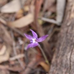 Glossodia major (Wax Lip Orchid) at Hackett, ACT - 14 Oct 2018 by petersan