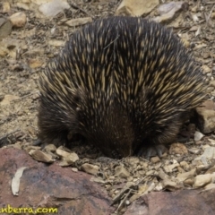 Tachyglossus aculeatus (Short-beaked Echidna) at ANBG - 11 Oct 2018 by BIrdsinCanberra