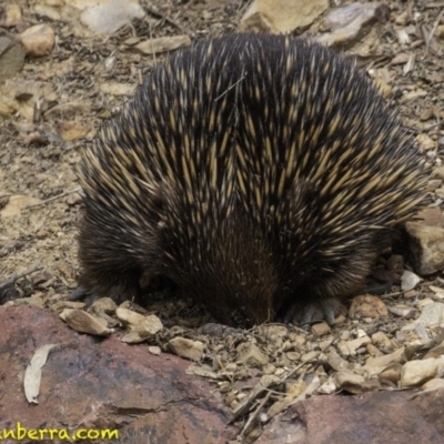 Tachyglossus aculeatus (Short-beaked Echidna) at Hackett, ACT - 11 Oct 2018 by BIrdsinCanberra