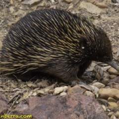 Tachyglossus aculeatus at Hackett, ACT - 11 Oct 2018 11:59 AM