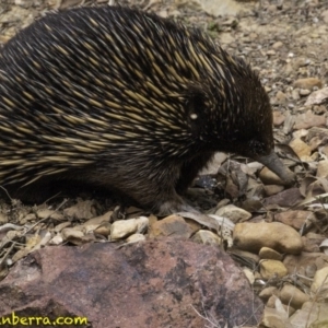 Tachyglossus aculeatus at Hackett, ACT - 11 Oct 2018