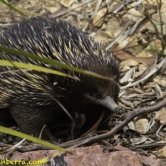 Tachyglossus aculeatus at Hackett, ACT - 11 Oct 2018