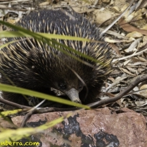 Tachyglossus aculeatus at Hackett, ACT - 11 Oct 2018 11:59 AM