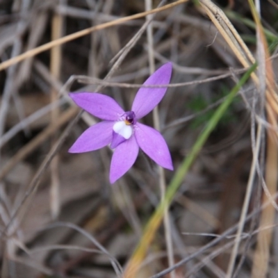 Glossodia major (Wax Lip Orchid) at Hackett, ACT - 14 Oct 2018 by petersan