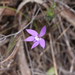 Glossodia major at Hackett, ACT - 14 Oct 2018