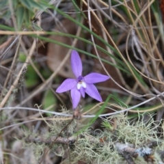 Glossodia major (Wax Lip Orchid) at Hackett, ACT - 13 Oct 2018 by petersan