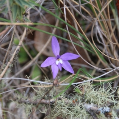 Glossodia major (Wax Lip Orchid) at Hackett, ACT - 13 Oct 2018 by petersan