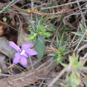 Glossodia major at Hackett, ACT - suppressed