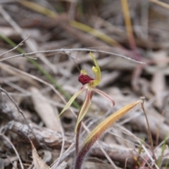 Caladenia actensis (Canberra Spider Orchid) at Mount Majura - 13 Oct 2018 by petersan