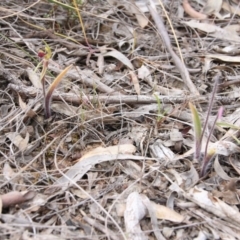 Caladenia actensis at suppressed - suppressed