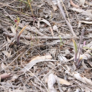 Caladenia actensis at suppressed - 14 Oct 2018