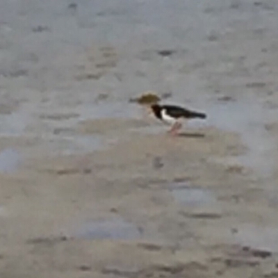 Haematopus longirostris (Australian Pied Oystercatcher) at Bermagui, NSW - 14 Oct 2018 by loumcc