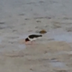 Haematopus longirostris at Bermagui, NSW - suppressed