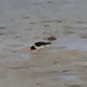 Haematopus longirostris at Bermagui, NSW - suppressed