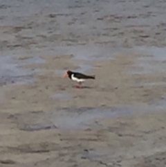 Haematopus longirostris at Bermagui, NSW - suppressed