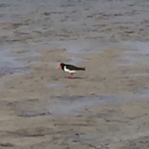 Haematopus longirostris at Bermagui, NSW - 14 Oct 2018