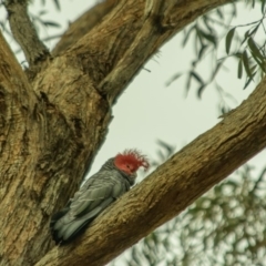 Callocephalon fimbriatum (Gang-gang Cockatoo) at Acton, ACT - 12 Oct 2018 by frostydog