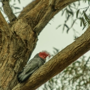 Callocephalon fimbriatum at Acton, ACT - suppressed