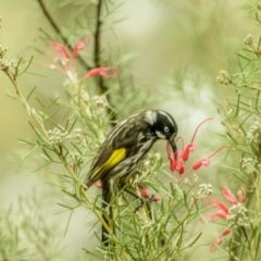 Phylidonyris novaehollandiae (New Holland Honeyeater) at ANBG - 12 Oct 2018 by frostydog