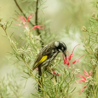 Phylidonyris novaehollandiae (New Holland Honeyeater) at Acton, ACT - 12 Oct 2018 by frostydog