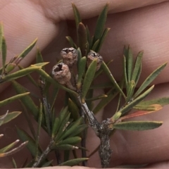 Kunzea ericoides (Burgan) at QPRC LGA - 14 Oct 2018 by yellowboxwoodland