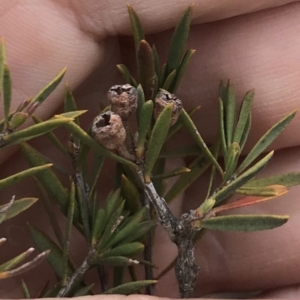 Kunzea ericoides at Bungendore, NSW - 14 Oct 2018