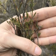 Kunzea ericoides at Bungendore, NSW - 14 Oct 2018 03:11 PM