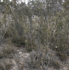 Kunzea ericoides at Bungendore, NSW - 14 Oct 2018