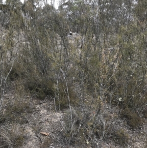 Kunzea ericoides at Bungendore, NSW - 14 Oct 2018