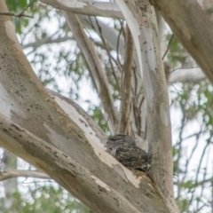 Podargus strigoides (Tawny Frogmouth) at Acton, ACT - 12 Oct 2018 by frostydog