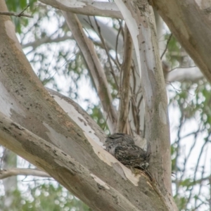 Podargus strigoides at Acton, ACT - 13 Oct 2018 08:57 AM