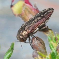 Ethonion leai (Root-galling jewel beetle) at Cook, ACT - 7 Oct 2018 by MichaelMulvaney