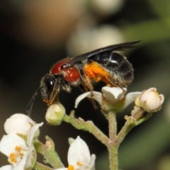 Lasioglossum (Callalictus) callomelittinum (Halictid bee) at ANBG - 13 Oct 2018 by TimL