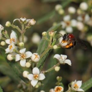 Lasioglossum (Callalictus) callomelittinum at Acton, ACT - 13 Oct 2018